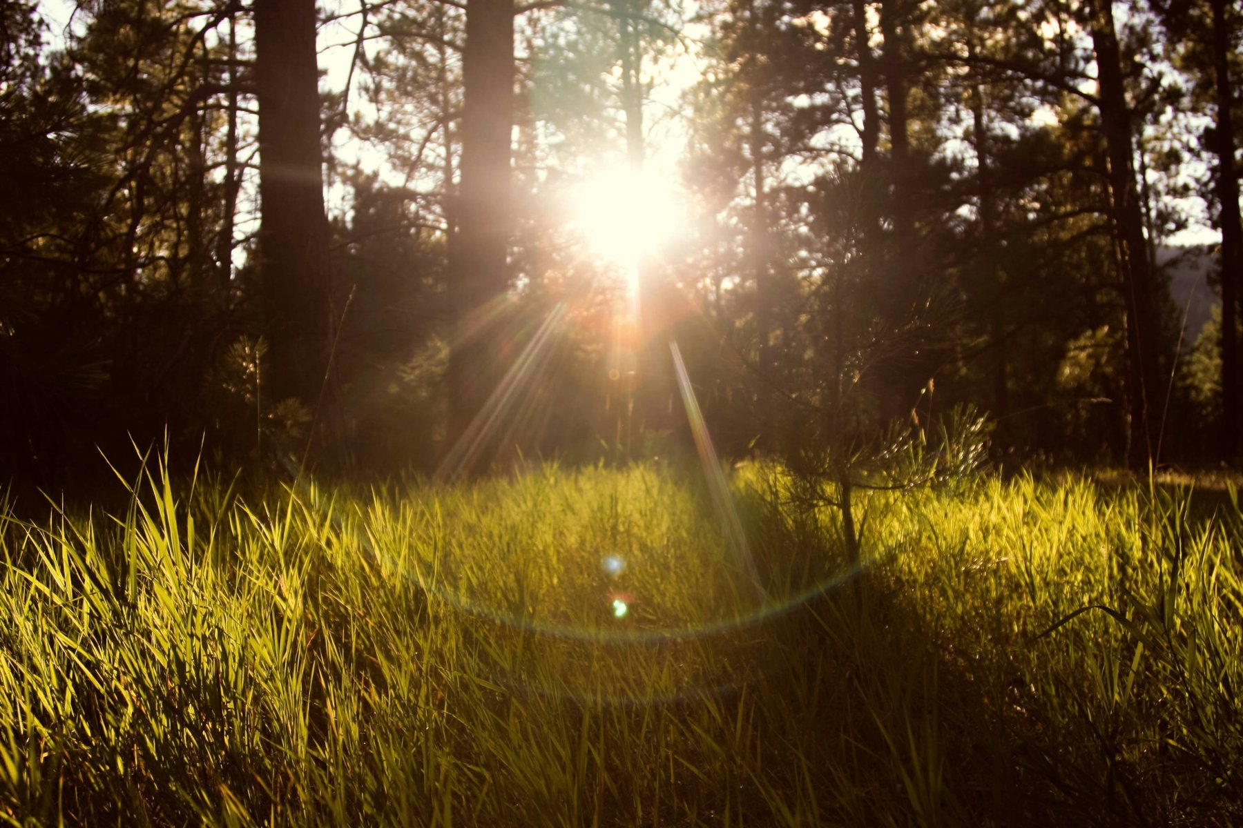 Sunlight passing through a forest
