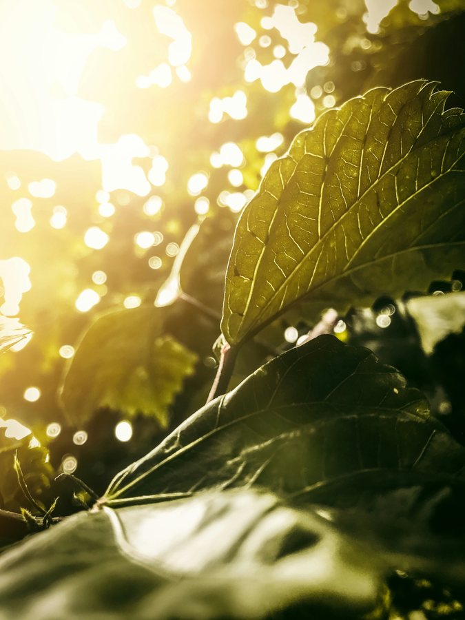 Real green leaves lit by sunlight